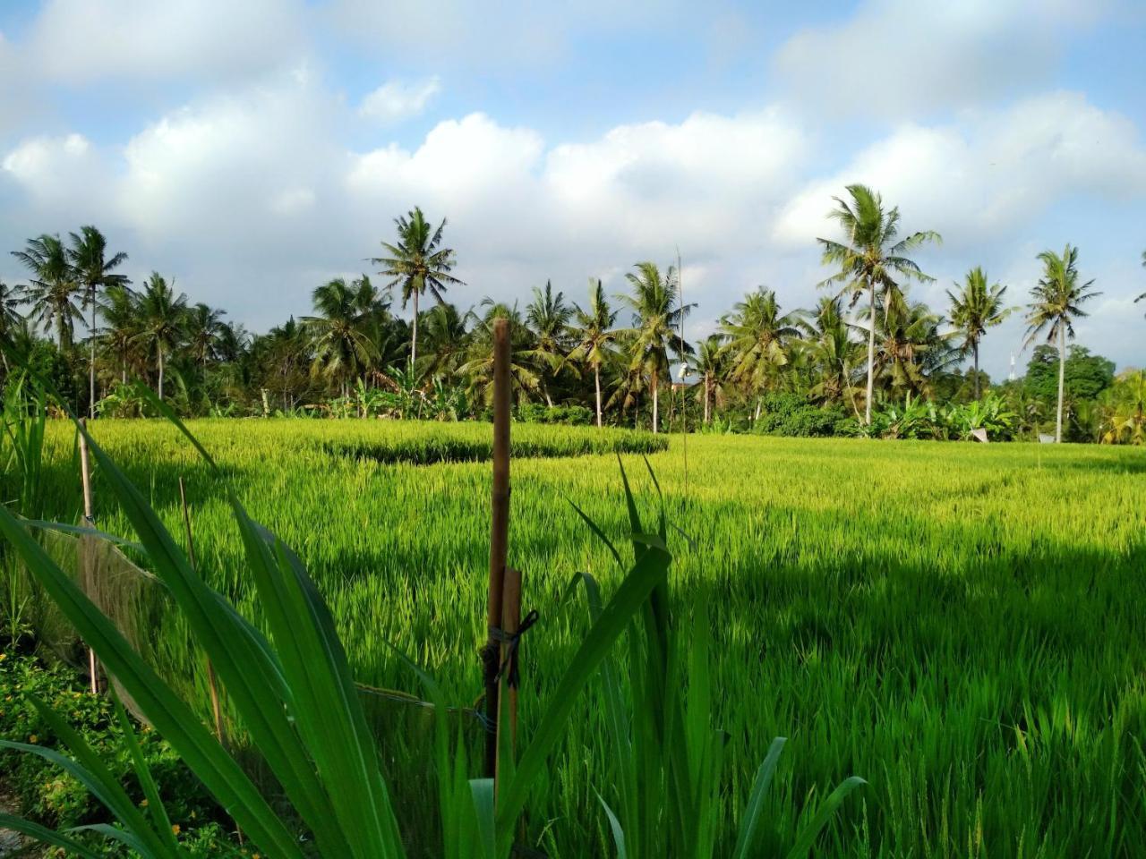 Uma Loka Villa Ubud Esterno foto